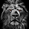 ahmadoofahd