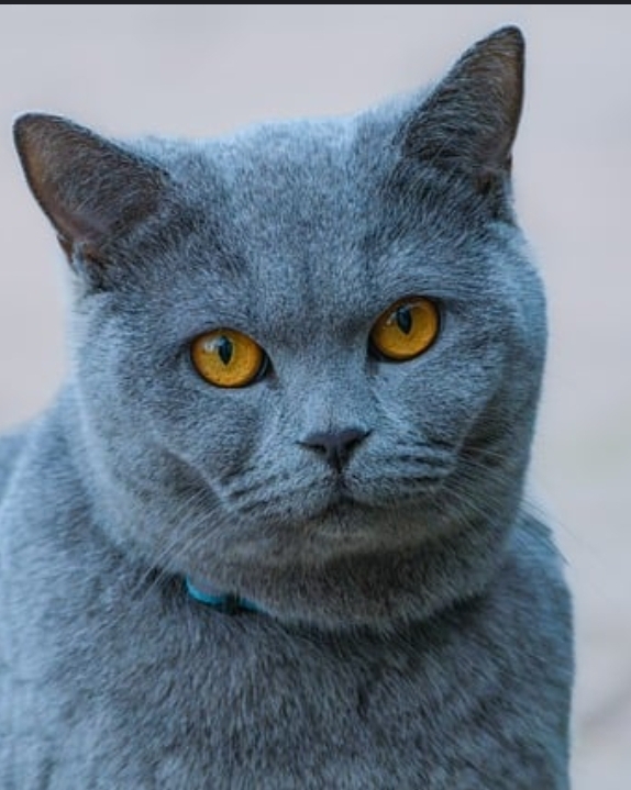 Pierre